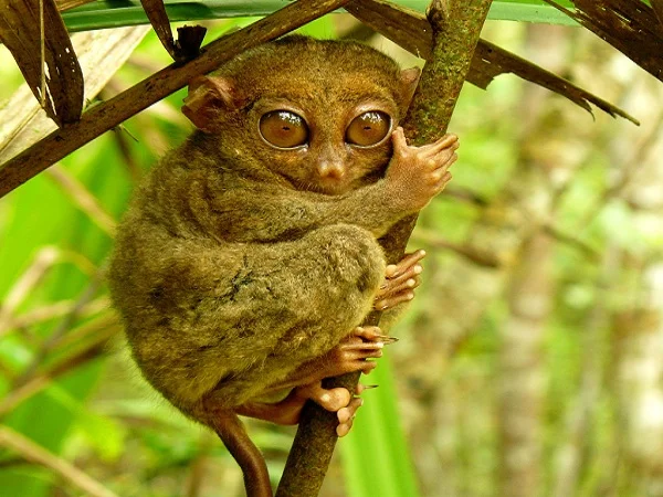 tarsier-bohol-1